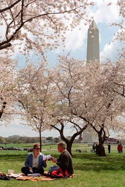 植樹から100周年を迎えたワシントンの桜（c）AFP=時事