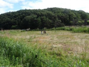  山砂で厚く覆われた飯舘村須萱地区の田んぼ(写真は筆者撮影）