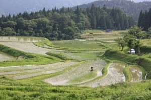  養父市の美しい棚田（筆者撮影）